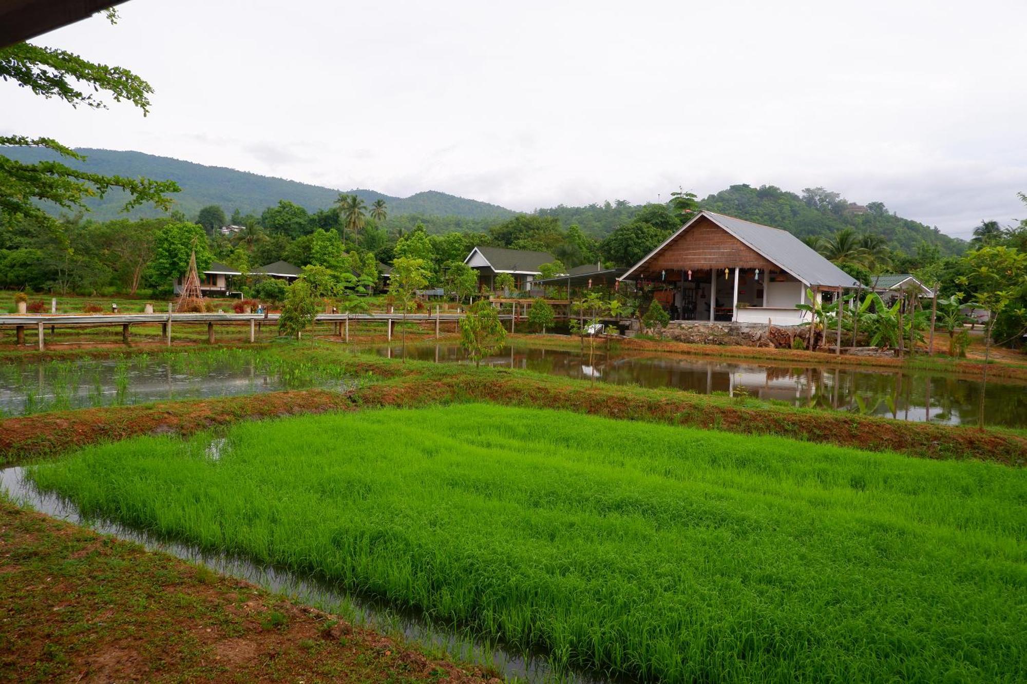 Nok Chan Mee Na Chom Thong Luaran gambar
