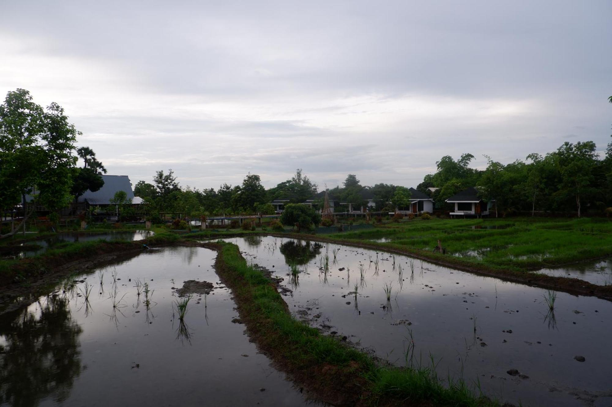 Nok Chan Mee Na Chom Thong Luaran gambar