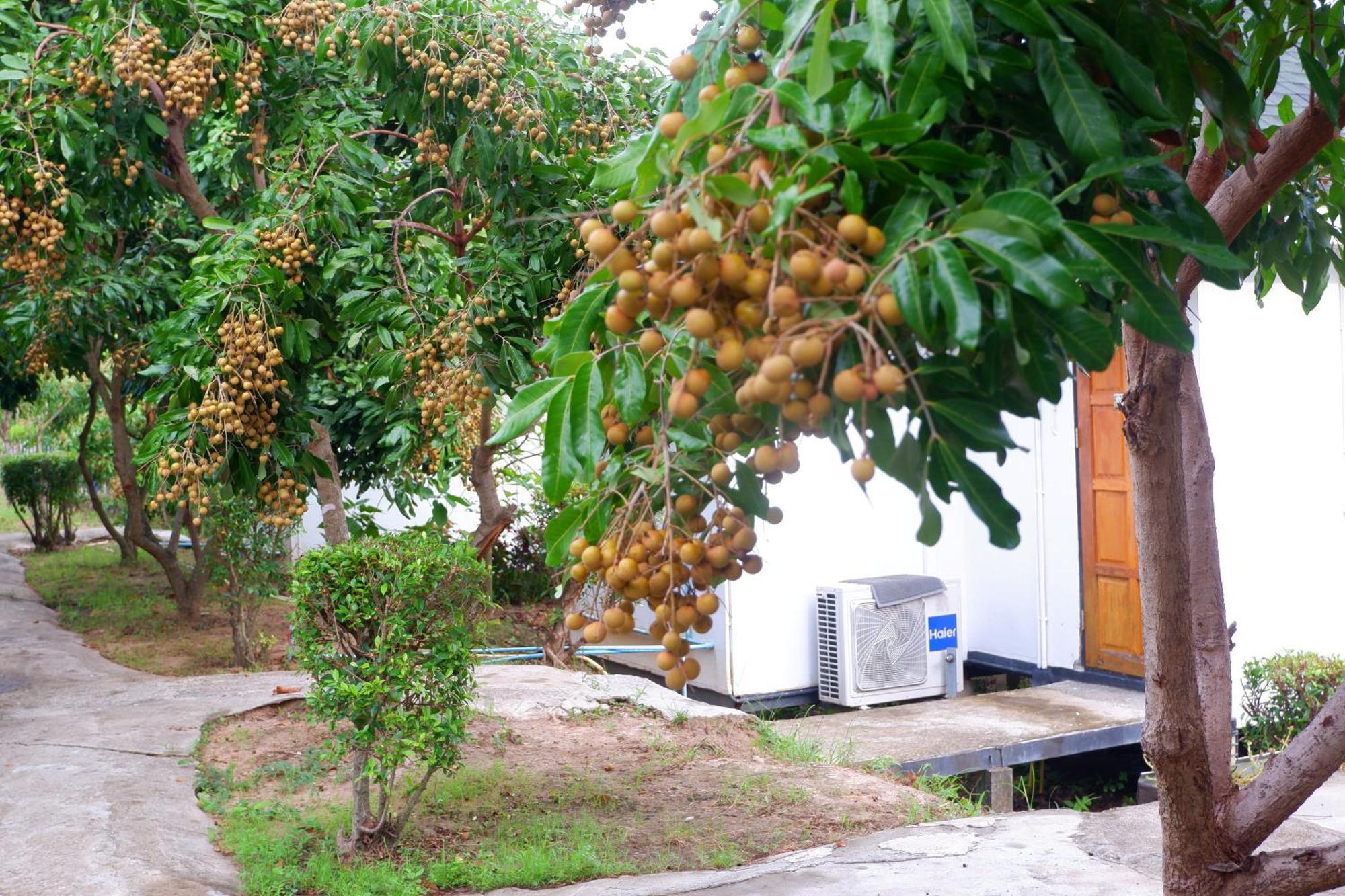 Nok Chan Mee Na Chom Thong Luaran gambar