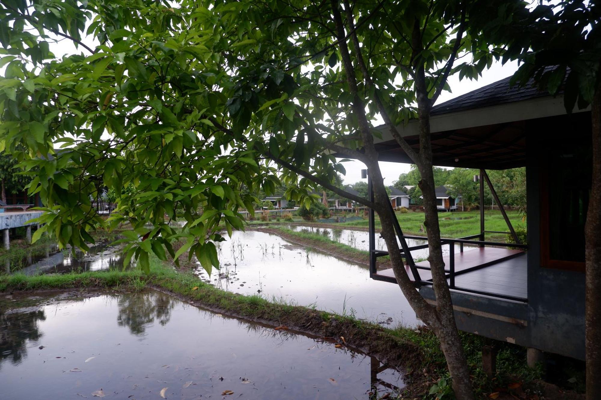 Nok Chan Mee Na Chom Thong Luaran gambar